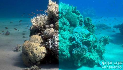 برنامج Sea-thru لإزالة الماء من الصور الملتقطة تحت الماء
